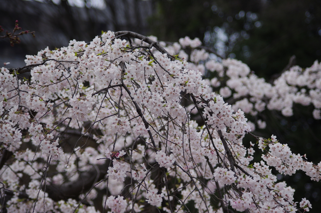 枝垂桜　2　小石川後楽園