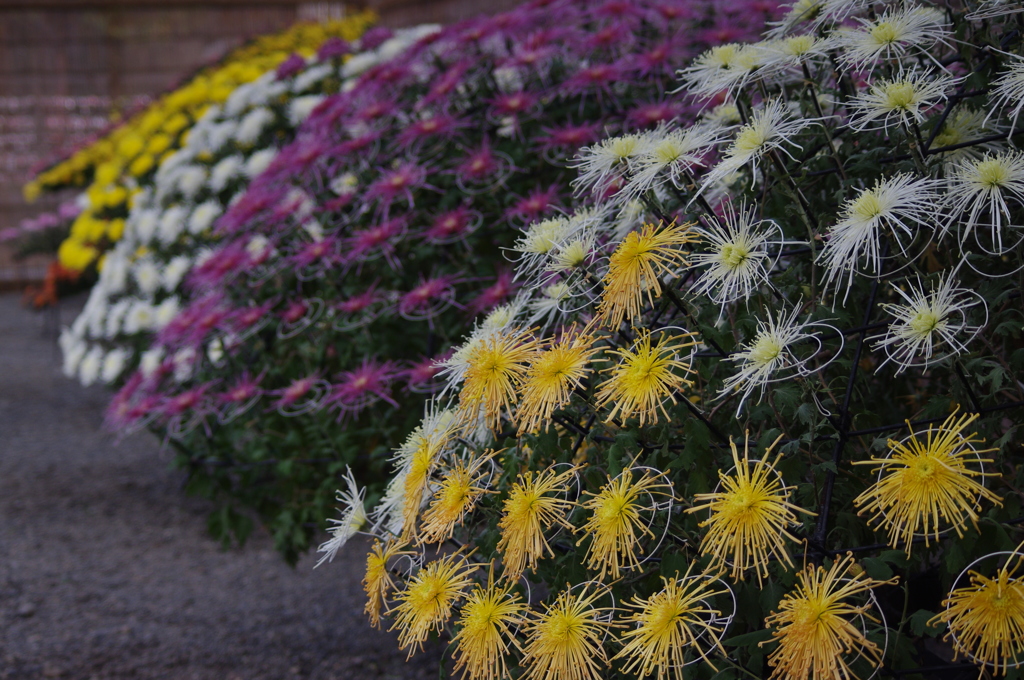 菊　3