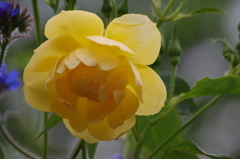 薔薇　14　港が見える丘公園　5月
