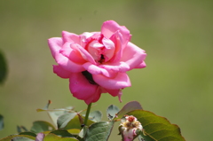 日比谷公園　薔薇　3　８月初旬