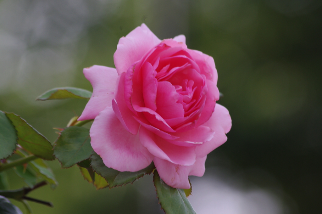 芝浦中央公園　６月下旬　薔薇　10