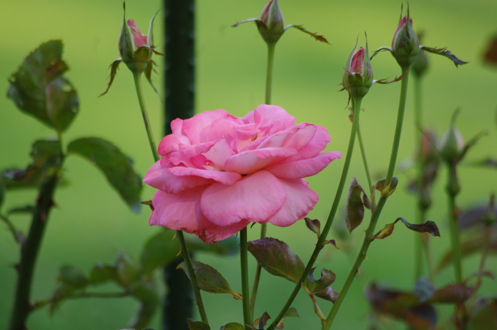 薔薇　1　日比谷公園　7月上旬