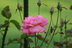 薔薇　1　日比谷公園　7月上旬