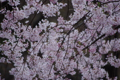 枝垂桜　２　六義園