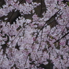 枝垂桜　２　六義園