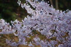 桜　小石川後楽園