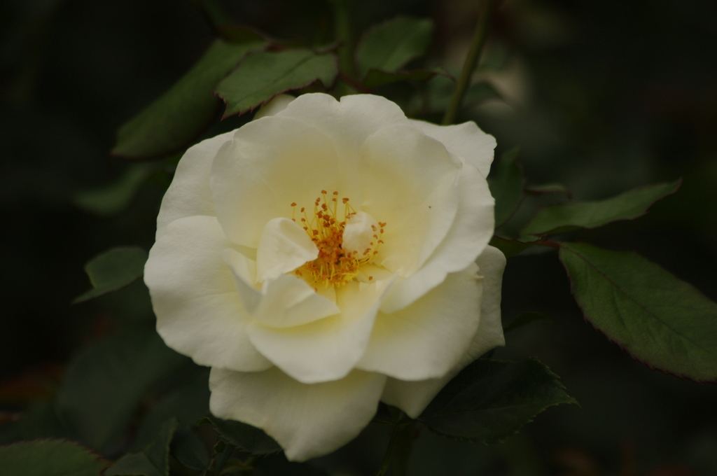 薔薇　4　代々木公園　６月