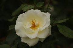 薔薇　4　代々木公園　６月