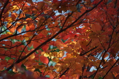 曇りの日の日差し　東品川海上公園　１１月