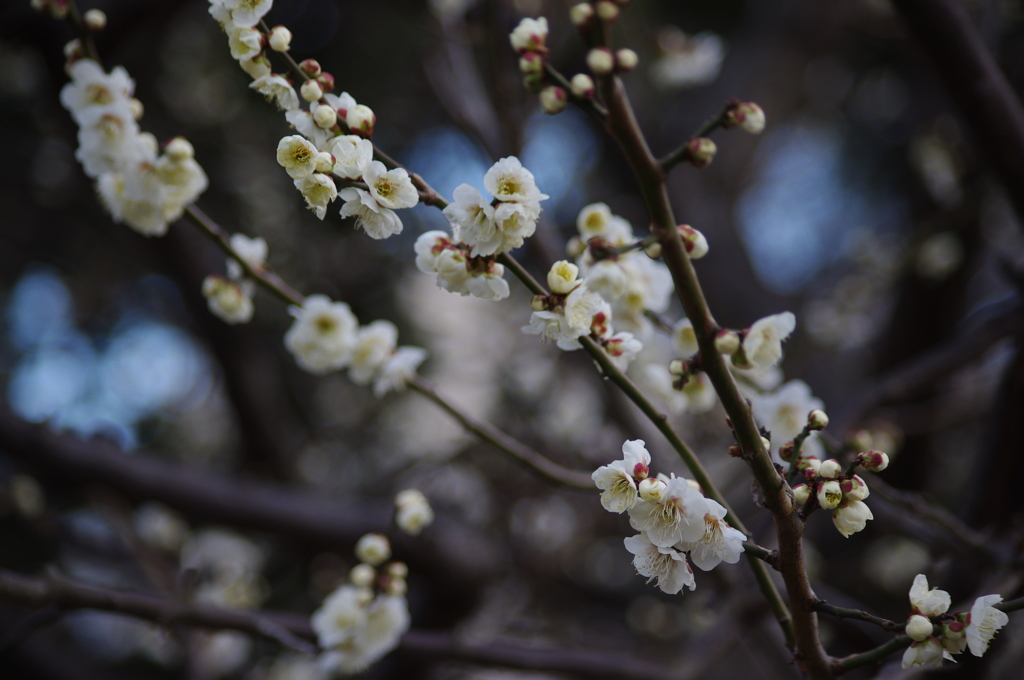 白梅　芝公園梅屋敷銀世界