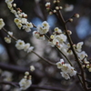 白梅　芝公園梅屋敷銀世界