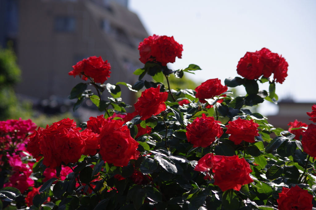 薔薇　7