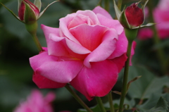 薔薇　14　山下公園　5月