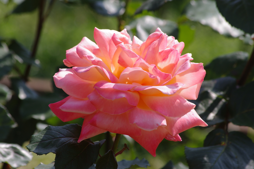 代々木公園　５月の薔薇　3