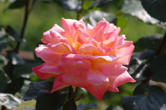 代々木公園　５月の薔薇　3