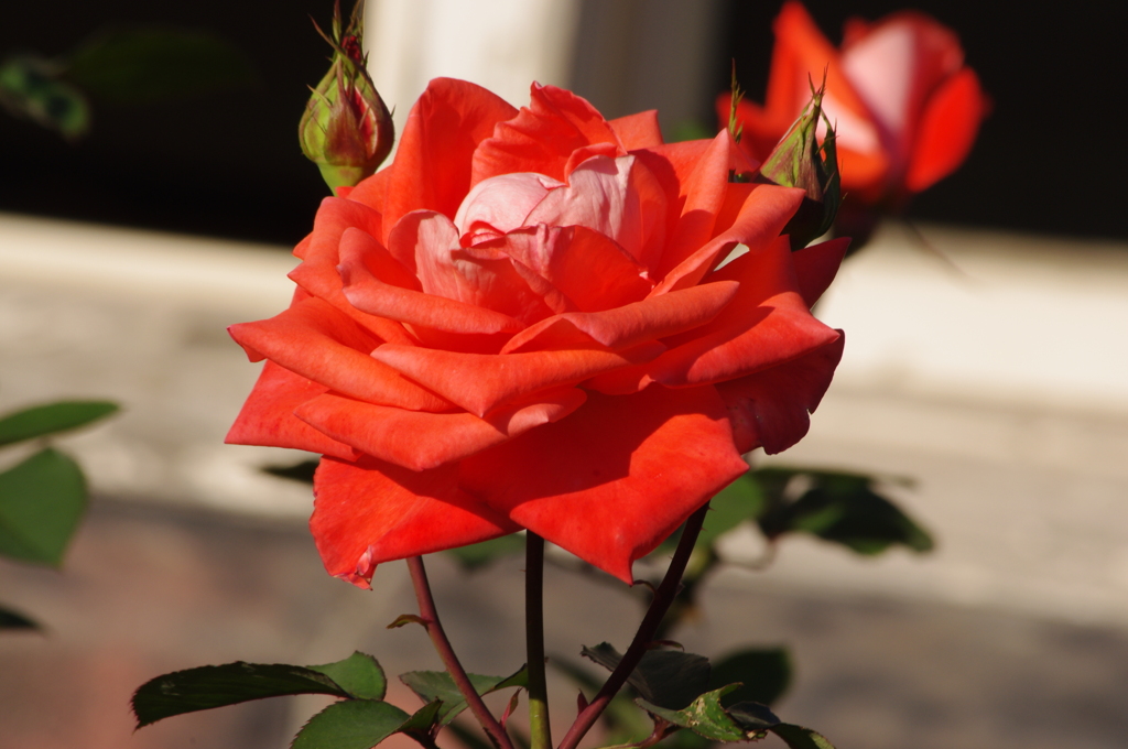 薔薇　3