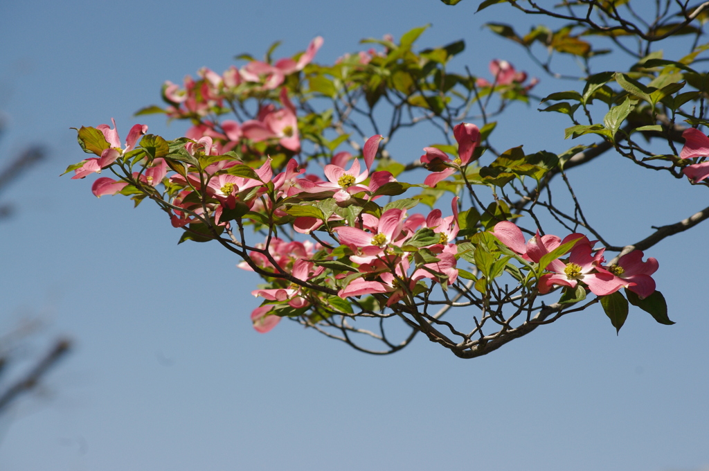 ハナミズキ　1　芝浦中央公園