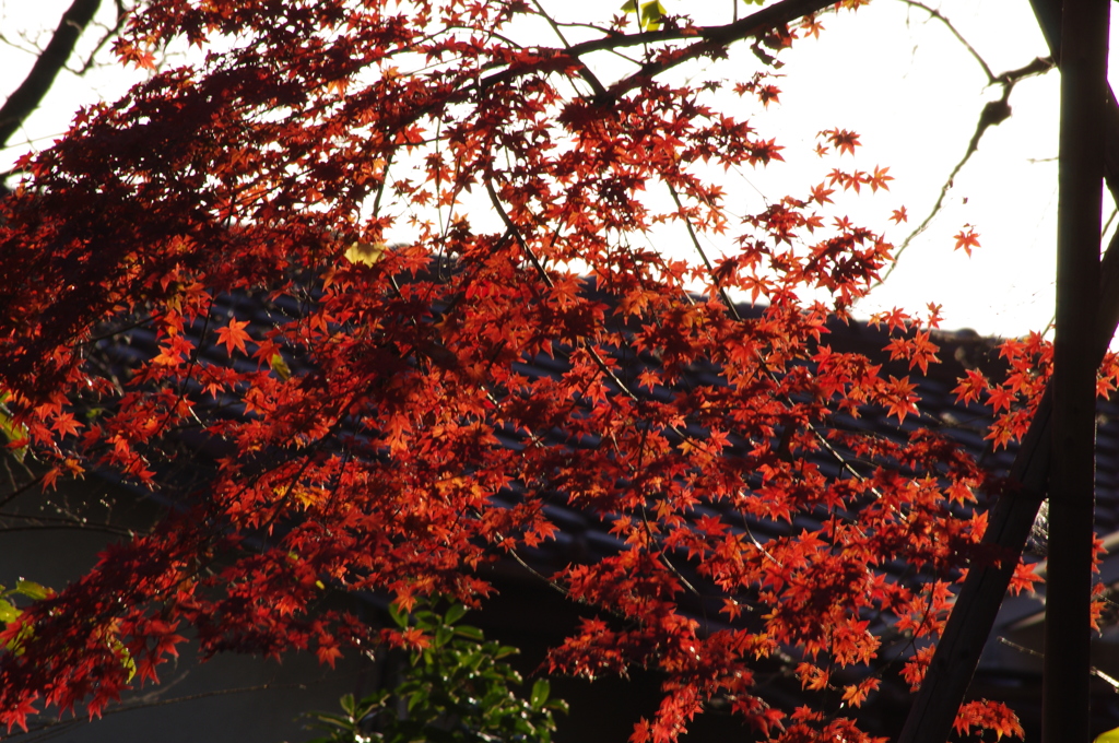 紅葉　1