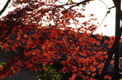 紅葉　1