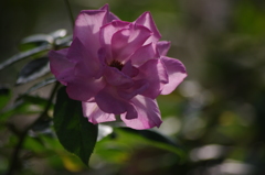 薔薇　9　芝浦中央公園　10月上旬