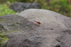 やはり　秋は赤トンボ　９月