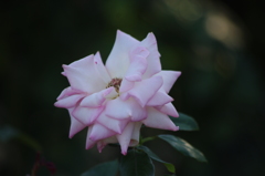 薔薇　1　港が見える丘公園　１０月