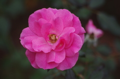 薔薇　1　代々木公園　１０月