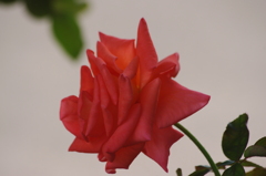 薔薇　3