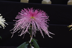 菊　8　日比谷公園　１１月