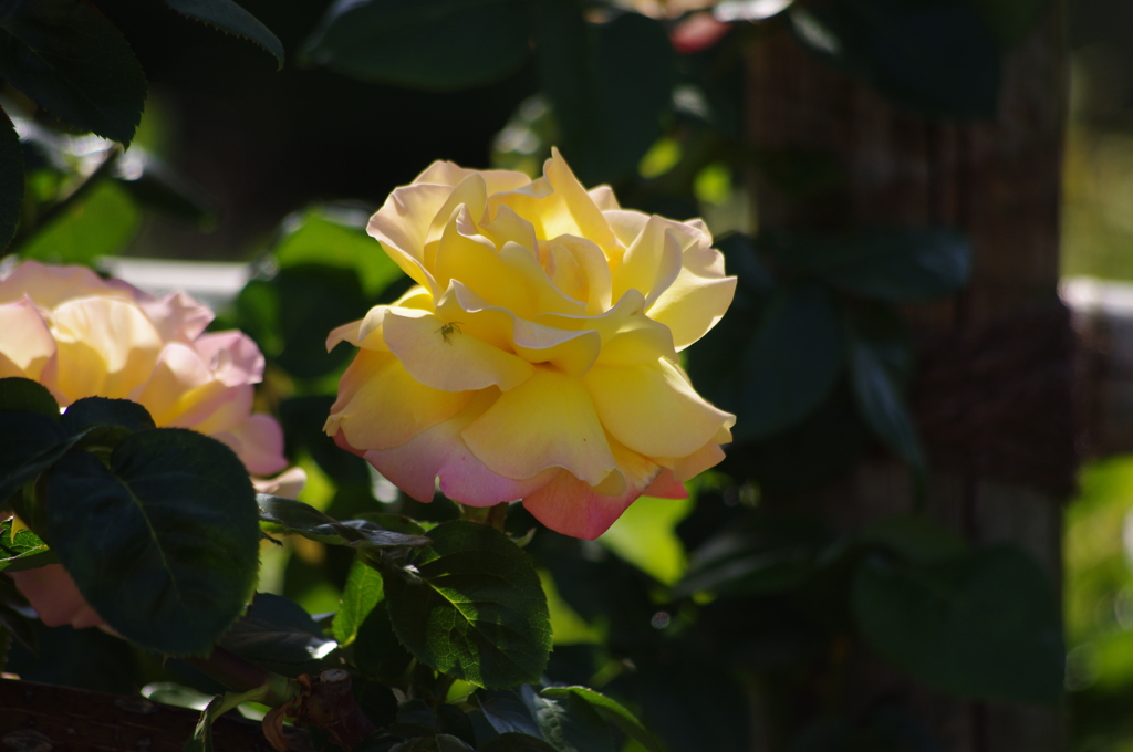 薔薇