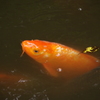 鯉
