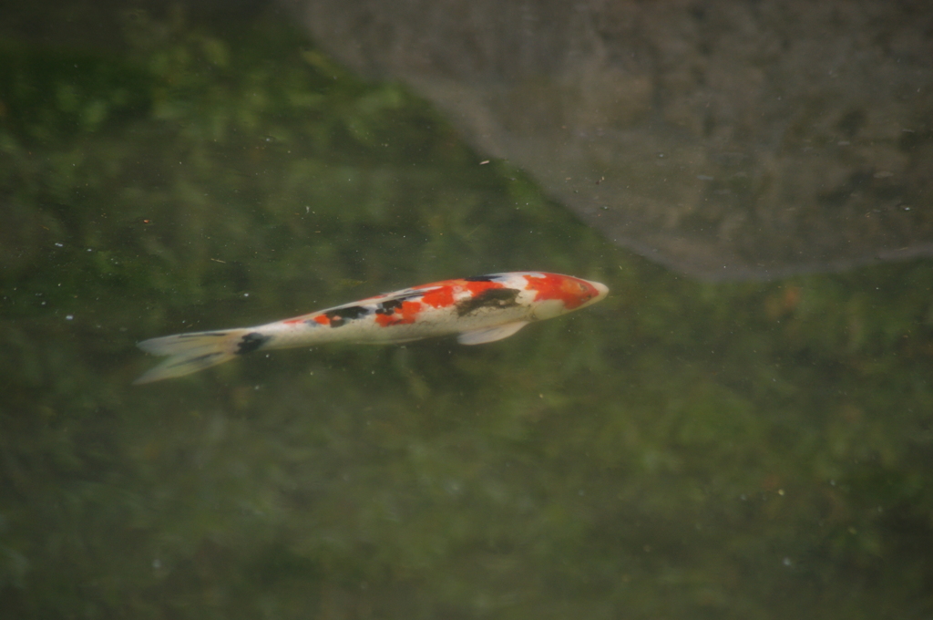 鯉
