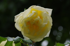 薔薇　2　港が見える丘公園　5月