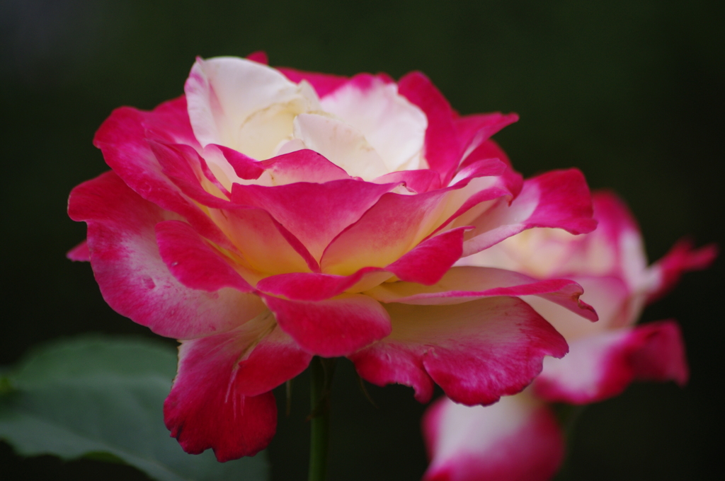 旧古河庭園　６月　薔薇　2