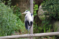 アオサギ　日比谷公園　１０月