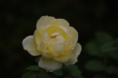 薔薇　2