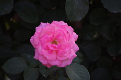 薔薇　３　日比谷公園　７月上旬