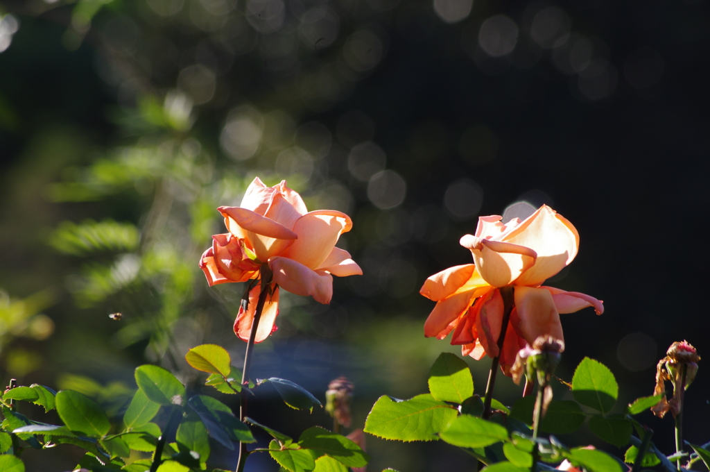 薔薇　２　日比谷公園　１１月