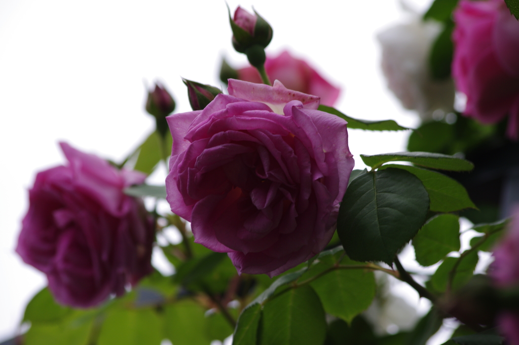 薔薇　3　港が見える丘公園　5月