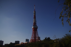 東京タワーと青い空