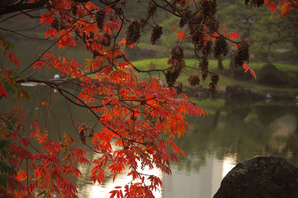 紅葉