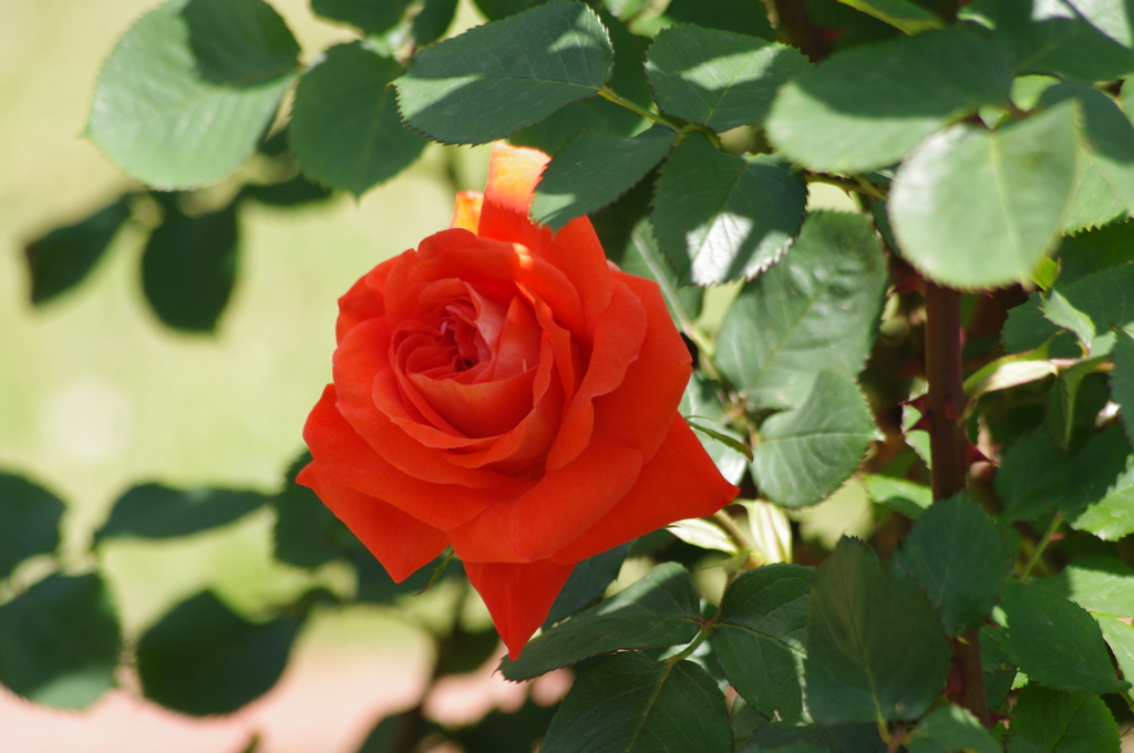 薔薇　日比谷公園　5月