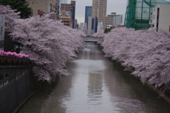 桜　目黒川
