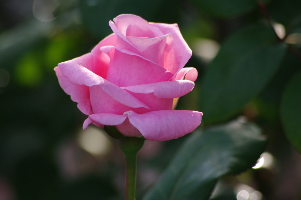薔薇　12