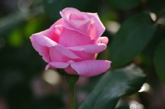 薔薇　12