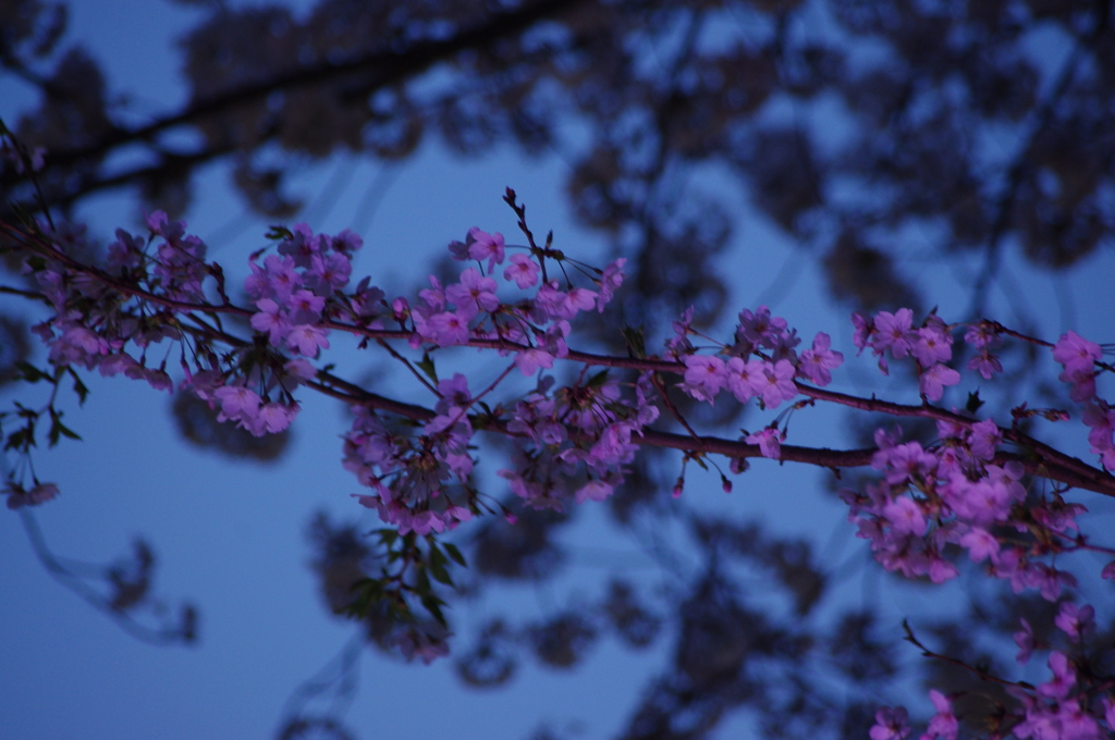 ライトアップ桜