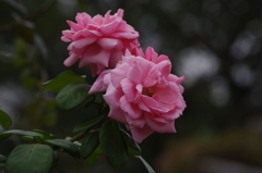 薔薇　3