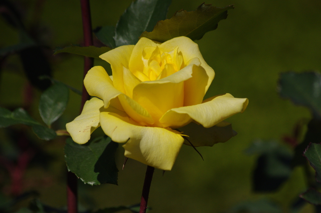 薔薇　2