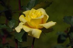 薔薇　2