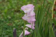 高浜運河　花壇　7